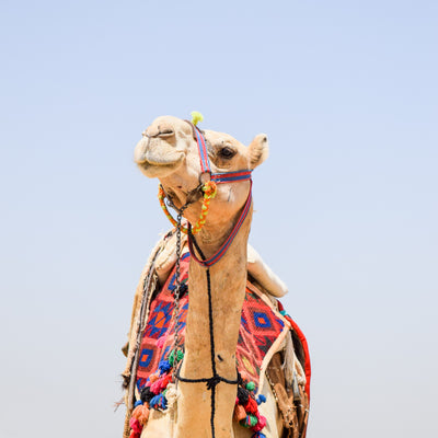ISSUE 11: A PHOTOGRAPHIC BREAKDOWN OF 'CAMEL'
