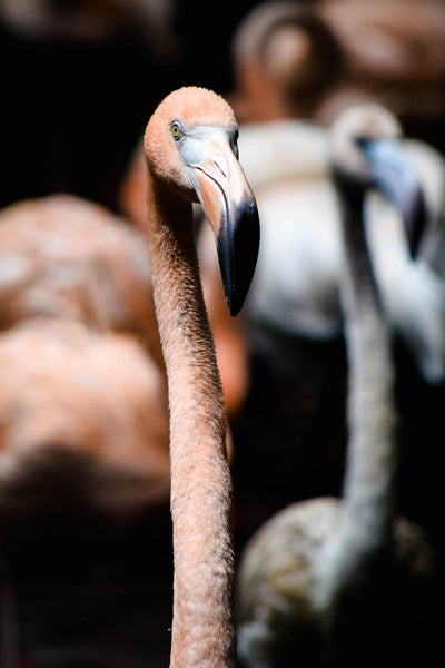 ISSUE 9: A PHOTOGRAPHIC BREAKDOWN OF 'FLAMINGO'
